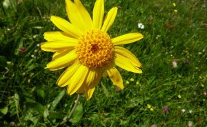Arnica