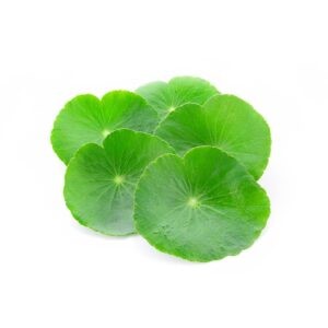 Centella asiatica