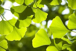 Ginkgo biloba