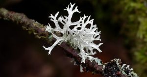 Lichen